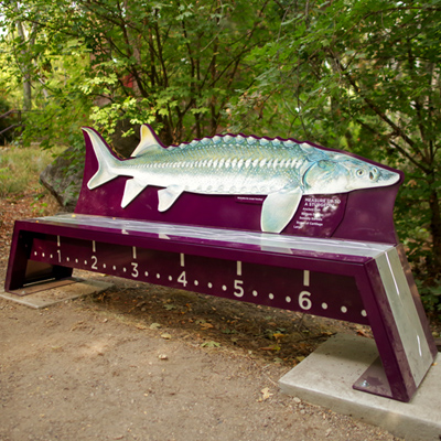 Sturgeon Bench